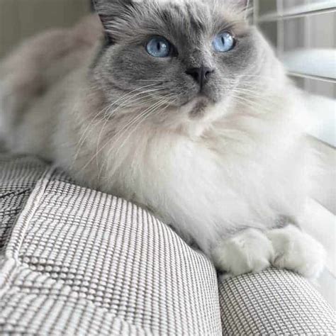 Ragdoll Kittens in Florida | Ragdoll Cats FL | Ragdoll Kittens FL