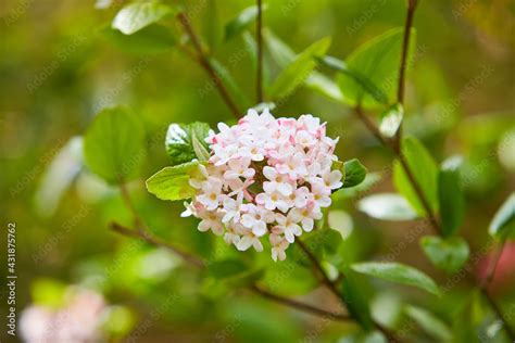 White Snowball Viburnum Carlesii Flowers texture, closeup. Viburnum ...