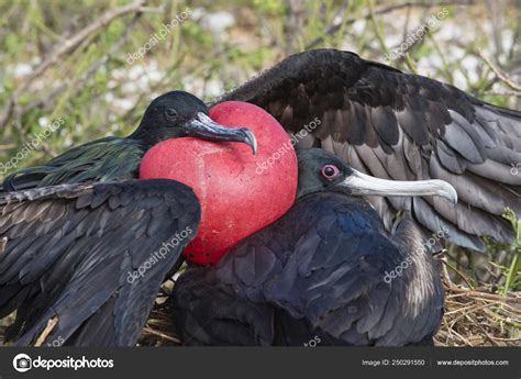 Great Frigatebirds Natural Habitat Wild Life — Stock Photo © imagebrokermicrostock #250291550