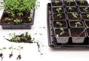 When And How To Transplant Tomato Seedlings (Why It's So Important)