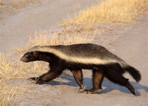 Honey Badger | Honey badger, Badger, South african animals