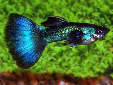 Turquoise Guppy Males Available at https://www.aquafood.co.uk/product ...