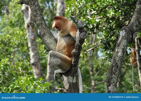 Proboscis monkey on Borneo stock photo. Image of isolated - 131002414