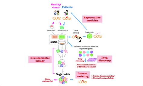 Overview of PSC-derived liver organoid applications Creating organoids ...