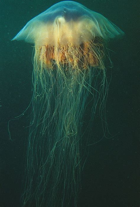 A Pulsating, Alien-Looking Sea Creature Has Been Found on a Beach in ...