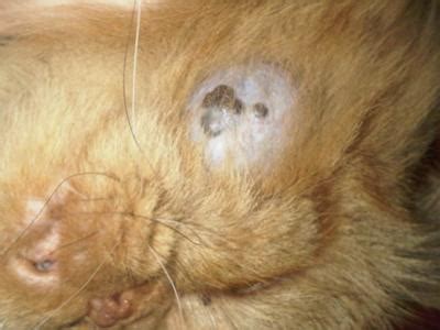 Care for Cat Skin Tumor or Cat Skin Cyst