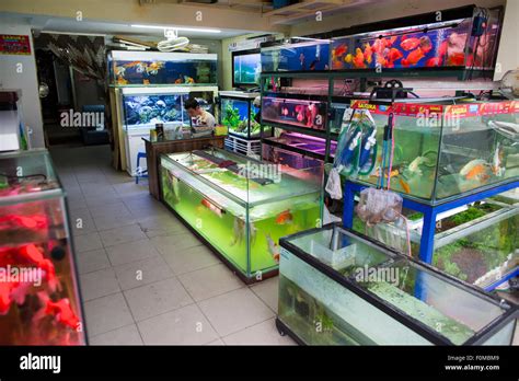 Pet store fish hi-res stock photography and images - Alamy