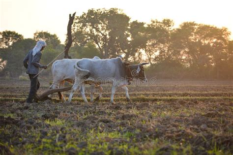 Unidentified Indian Farmer Working with Bull at His Farm. Editorial ...