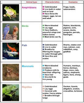 Learning about animals in primary school | TheSchoolRun