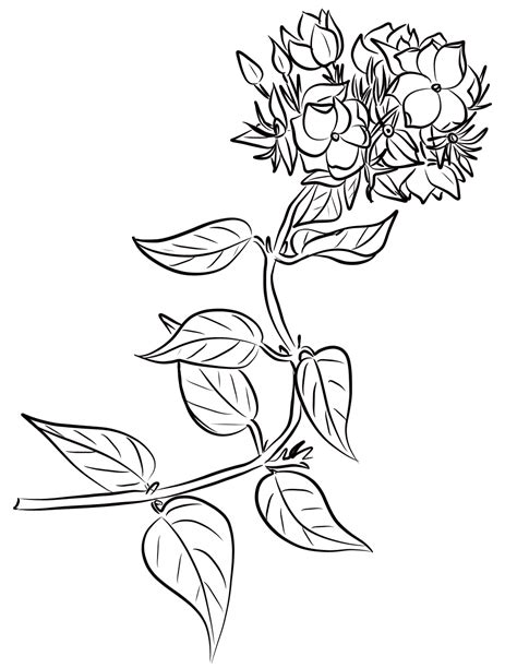 Winter Jasmine (Jasminum Multiflorum) coloring page - ColouringPages
