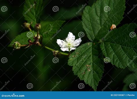 Flowers of Rubus Fruticosus Stock Image - Image of bloom, rubus: 232159387