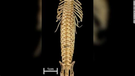 Hero shrews have strong, interlocking spines unlike any other animal, study says - CNN