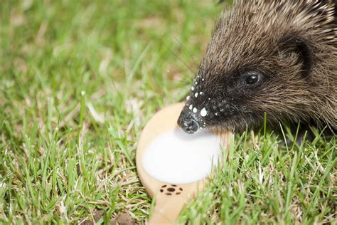 1920x1080 wallpaper | brown hedgehog | Peakpx