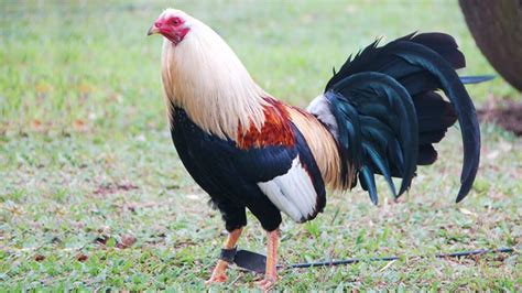 American Game Chicken Breed - All you need to know - Polystead