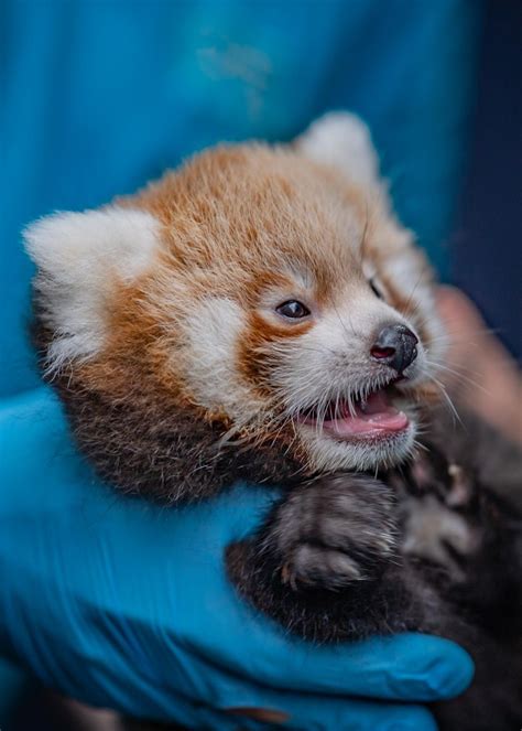 Twin Red Panda Cubs Born at Chester Zoo | Nature and Wildlife | Discovery