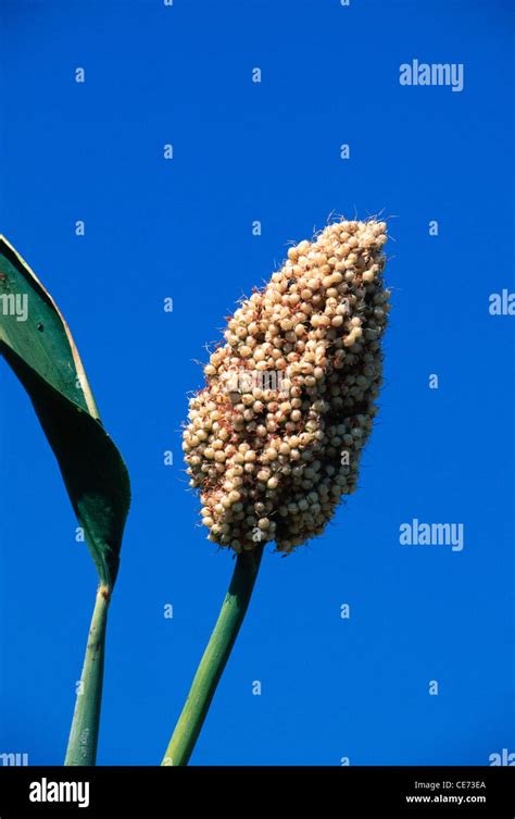 Sorghum plant ; Jowar crop ; Jawar crop in field ; Jawhar crop ; sholapur ; maharashtra ; india ...