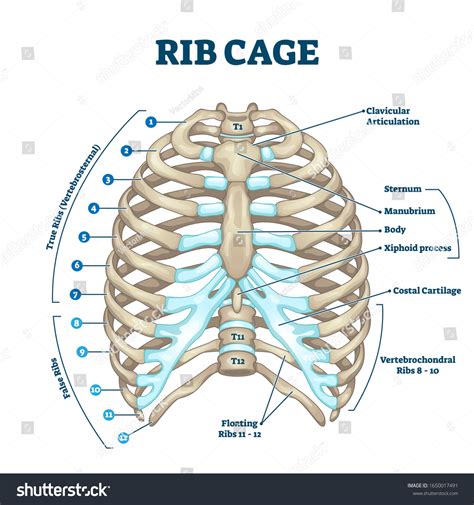 Rib Cage Anatomy Labeled Vector Illustration: vetor stock (livre de ...