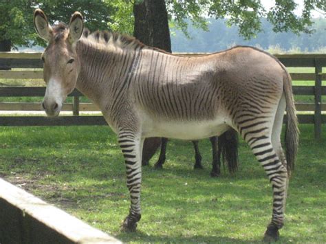 Zonkey