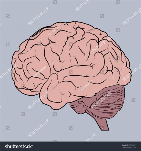 Brain Anatomy Human Side View Vector Stock Vector (Royalty Free ...