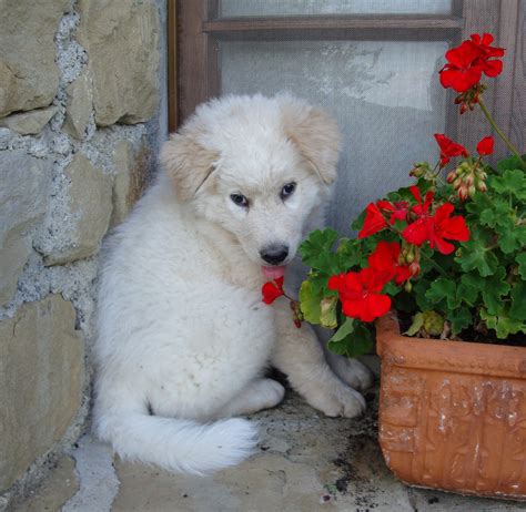 Maremma Sheepdog puppy with a flower photo and wallpaper. Beautiful Maremma Sheepdog puppy with ...