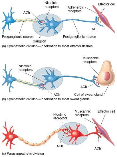 Pin by Rosie Asikis on Anatomy | Nurse anesthesia, Nurse anesthetist ...