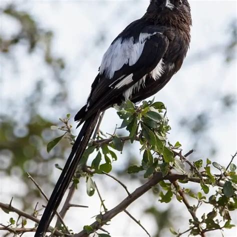 Magpie shrike - Facts, Diet, Habitat & Pictures on Animalia.bio