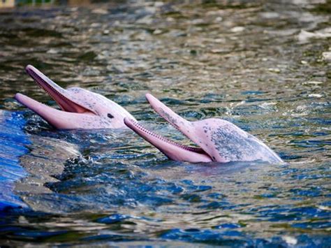 Amazonian pink river dolphin | Pink river dolphin, River dolphin, Pink ...