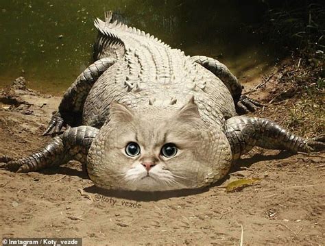 An artist photoshopped cat faces onto other animals | Animal mashups ...