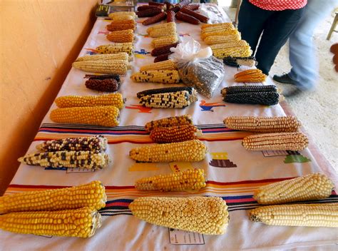 Local maize varieties | Some maize varieties from the Huehue… | Flickr