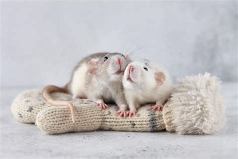 Pregnant Rat Care (Including Diet, Birthing & More)