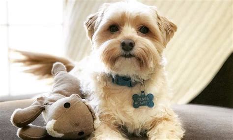 12 Amazing Things About Yorkie Poo - Yorkie Poodle Mix Dogs