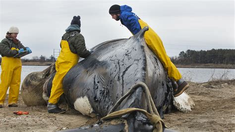 An “Unusual Mortality Event” Could Push an Entire Endangered Whale ...