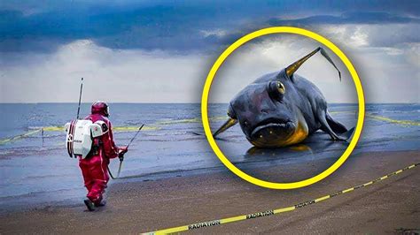 Mysterious Grey Blob Found On The Beach Is Identified By Scientists As ...