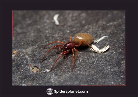 Are Woodlouse Spiders Venomous? | Spiders Planet