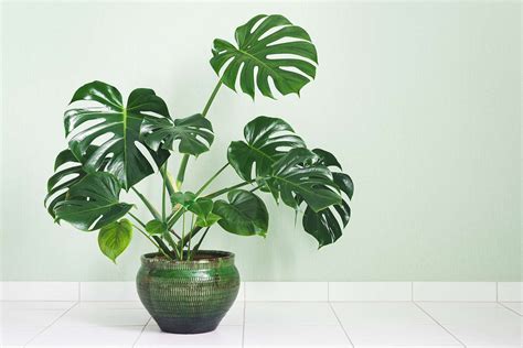 Cây Monstera – Cây Trầu Bà lá xẻ ⋆ Chậu xi măng