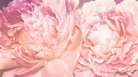 Peony Wallpapers Free Download | Wallpapers, Backgrounds, Images, Art Photos. | Peony wallpaper ...