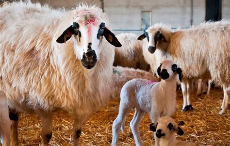 Lambs of the World: 46 Lamb Types | TasteAtlas