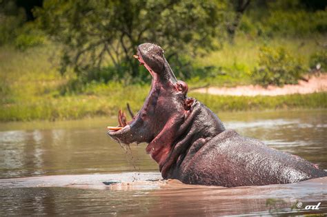 Hippo Full HD Wallpaper and Background Image | 2048x1365 | ID:353438