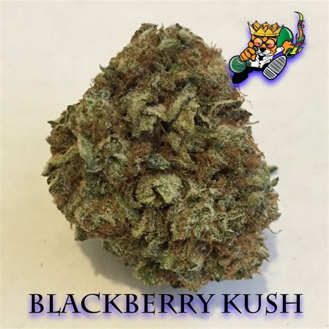 Blackberry Kush Strain Information & Reviews | Where's Weed