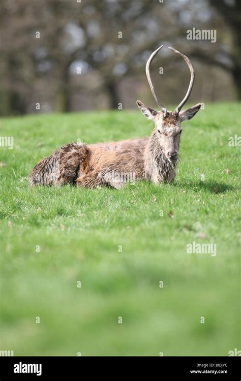 Deer at Wollaton Park, Wollaton Hall, Nottingham, England Stock Photo - Alamy