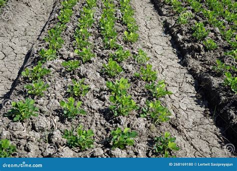 Peanut Field Cultivation, Crop Rotation Stock Photo - Image of herb, peanut: 268169180