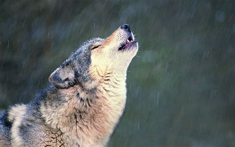 Howling wolf - Amazing Wolves Photo (36809689) - Fanpop