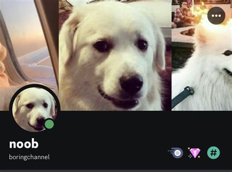 noob dog on Twitter: "Grabbed the discord name boringchannel so you ...