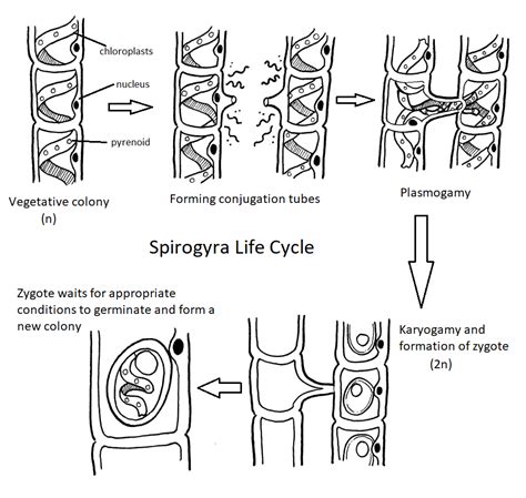 Diagram Of Spirogyra Life Cycle