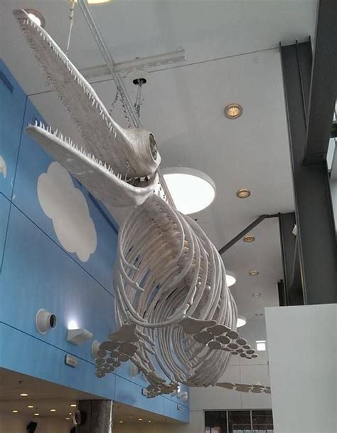 The Discovery's new 50-foot-long Ichthyosaur sculpture and learn about ...