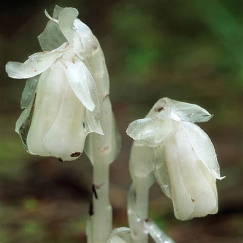 Monotropa uniflora