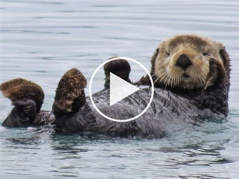 sea otter - Google Search | かわいい野生動物, カワウソ, ラッコ