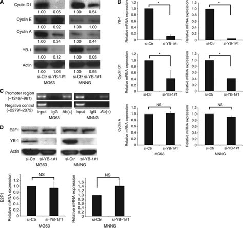 Silencing the YB-1 gene in OS cells modulates cell cycle-related genes.... | Download Scientific ...