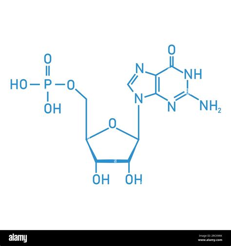 Structure Of Dna Nucleotide Bases