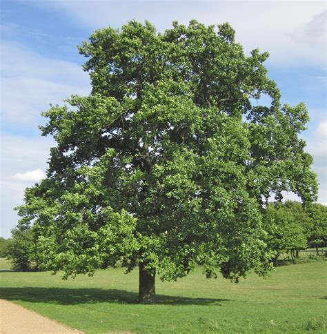 English and Sessile Oak - Tree Guide UK English Oak Sessile Oak